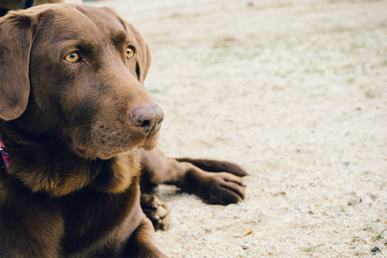 Intro to Dog Training