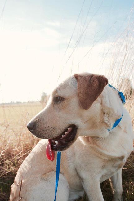 Intermediate Dog Training